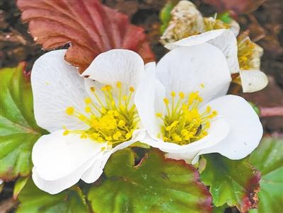 两种罕见植物首次花开绿城