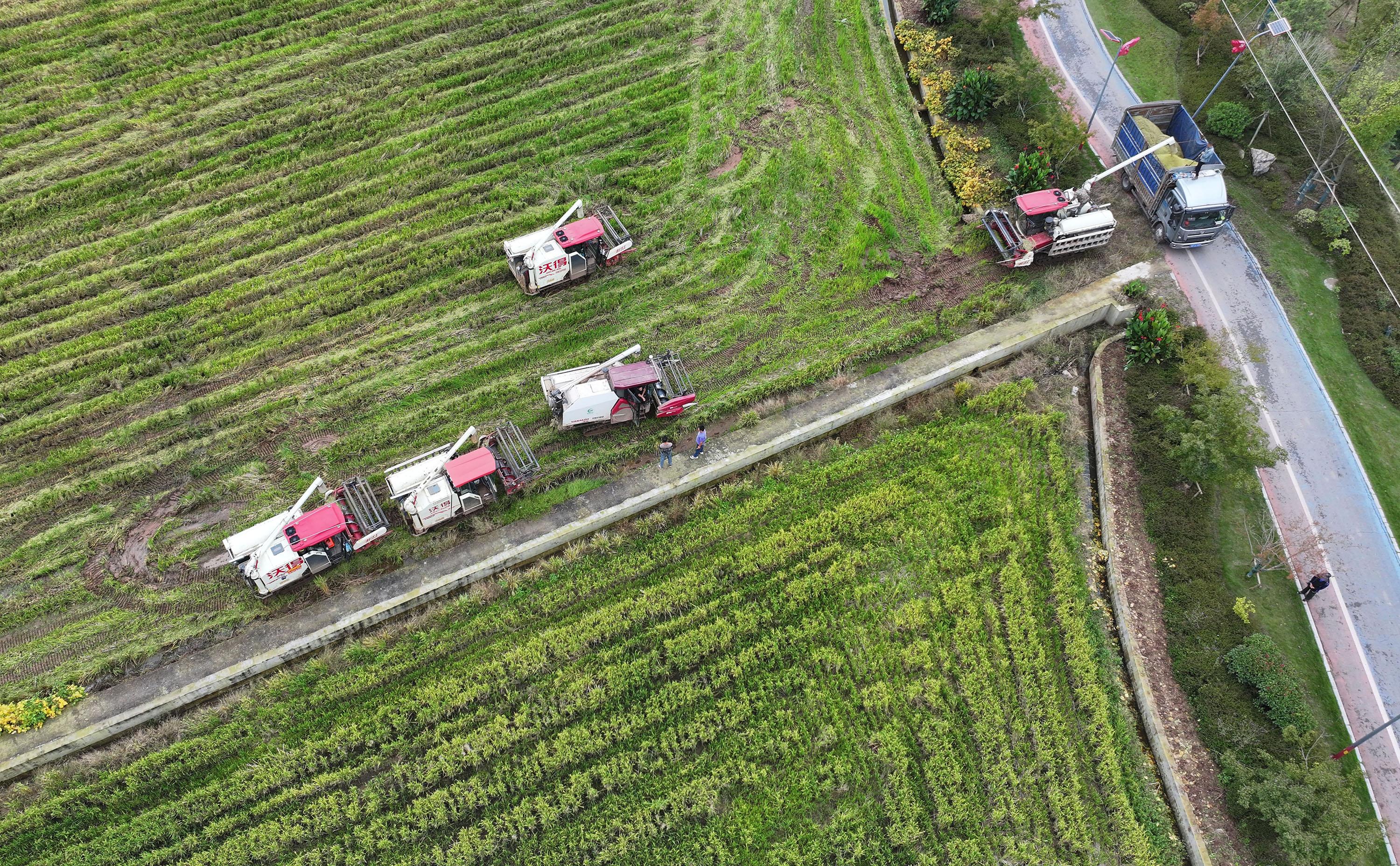 内江东兴区田家镇：再生稻喜获丰收