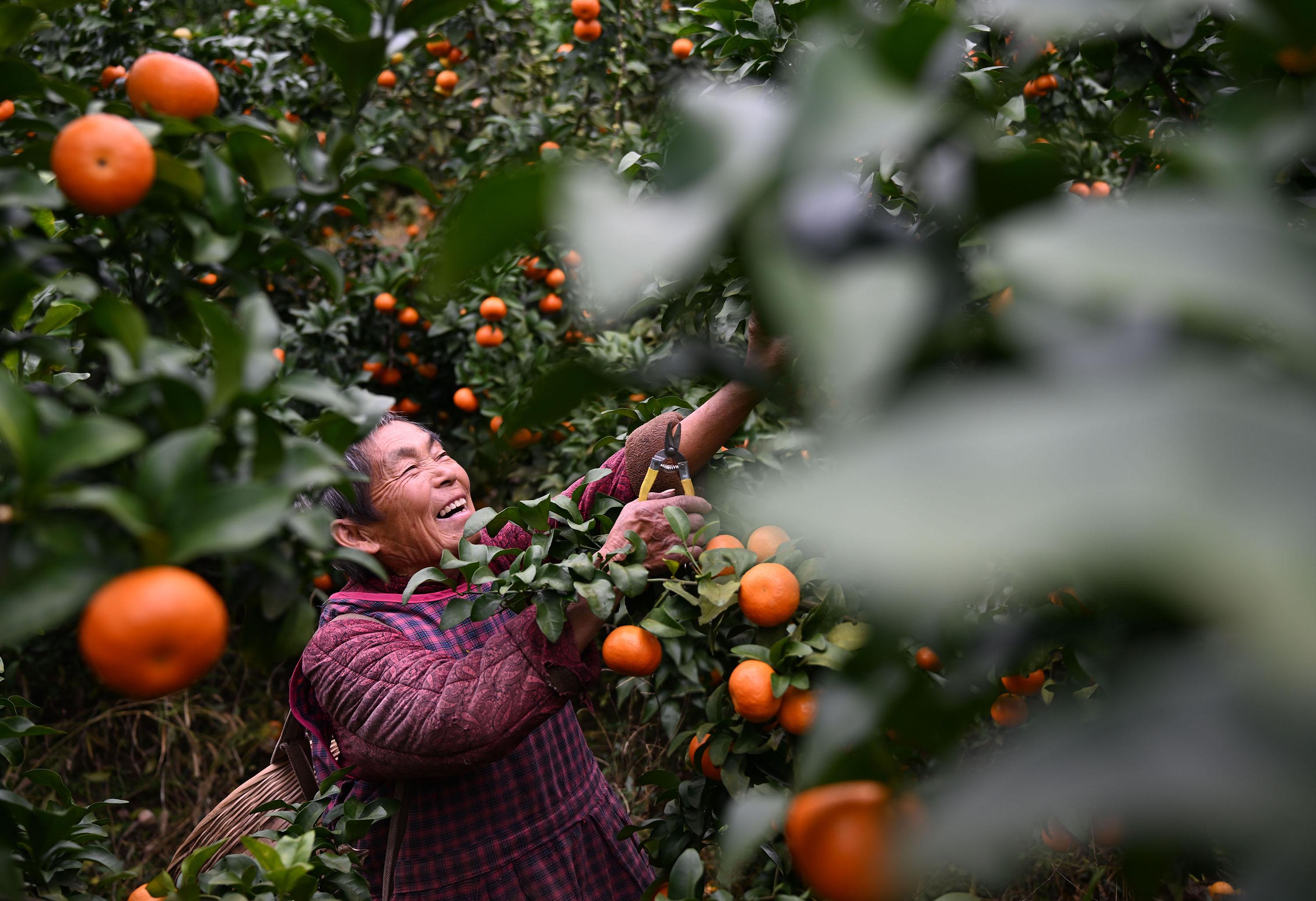 内江市东兴区富溪镇：立冬时节果飘香