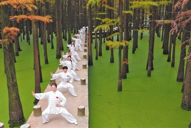 水杉林下，太极生风