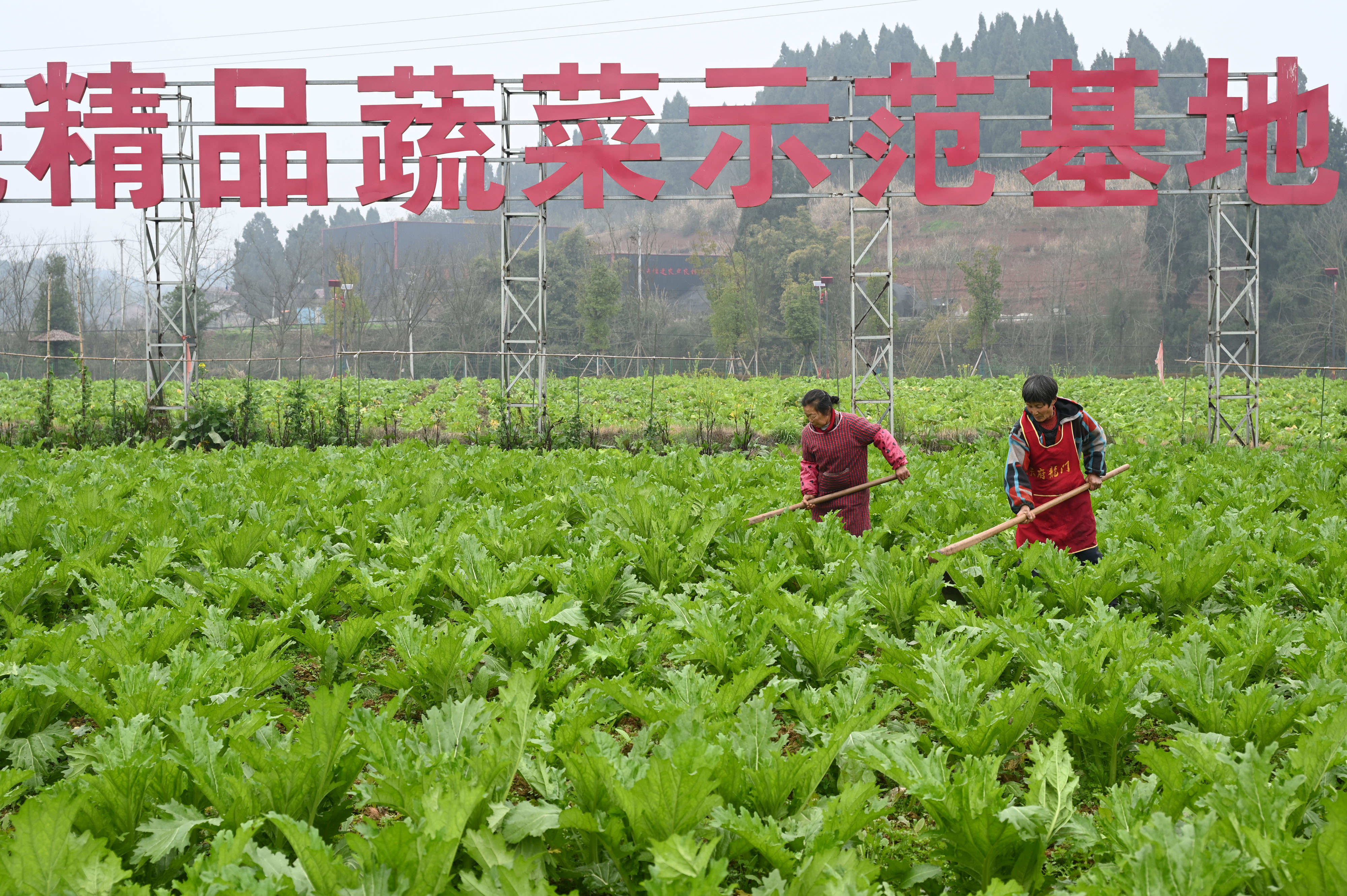 内江市东兴区：雨水至 农事忙