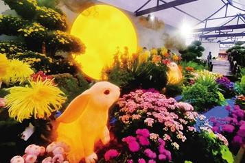 中国菊花展郑州斩获19个奖项