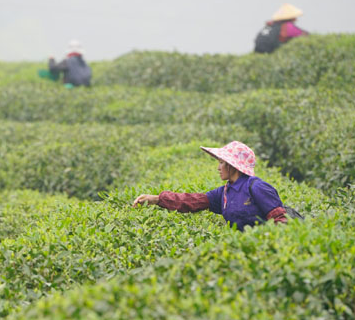  品牌多而不响　茶香难出“深巷” ——贵州茶产业发展观察