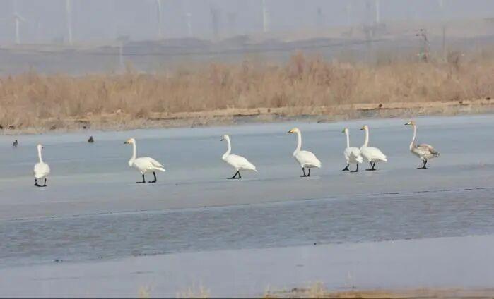 春回瓜州：碧波之上万羽翩跹，这是一封来自戈壁的“情书”
