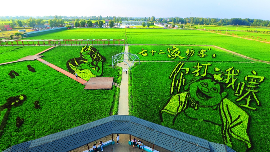 河南确山稻田公园“以稻为媒” 稻田画吸引游客观光打卡