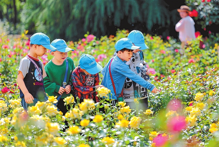 郑州植物园月季花浪漫绽放 商丘永城汉服展国风