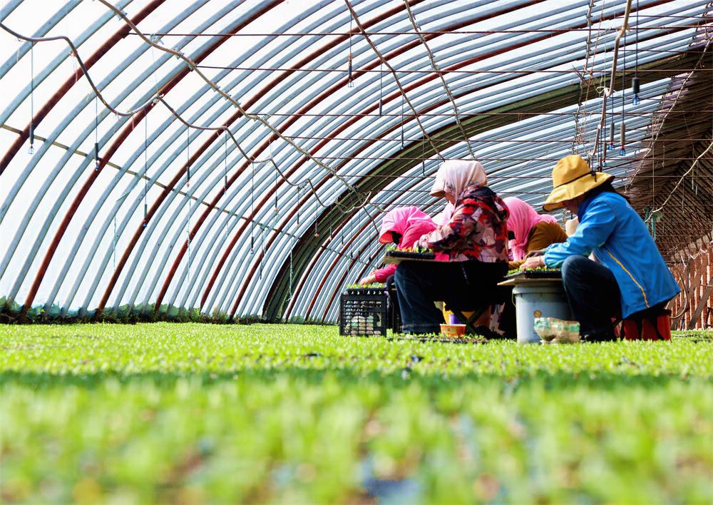 辣椒育苗管护忙 临泽奏响春耕“椒”响乐