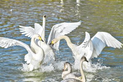 黄河湿地天鹅舞