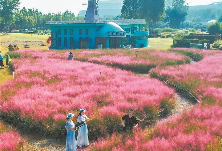 郑州市北龙湖粉黛园 粉色花穗晕染出浪漫秘境