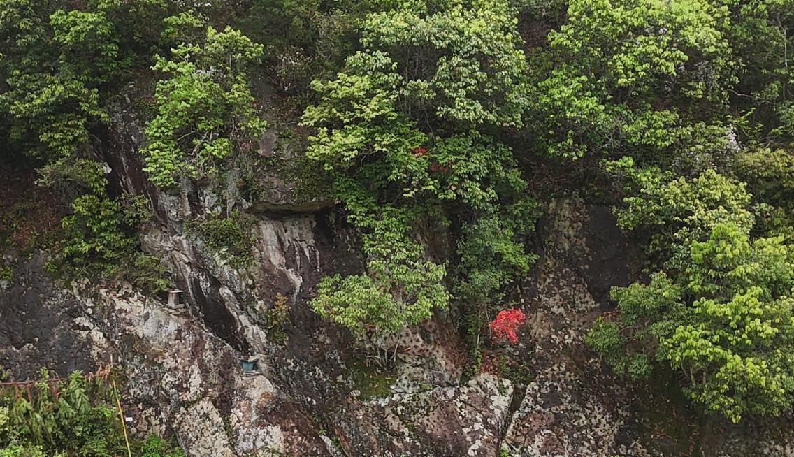 绿水青山“瞰”中国丨小石斛撬动大产业，崖壁长出“黄金草”