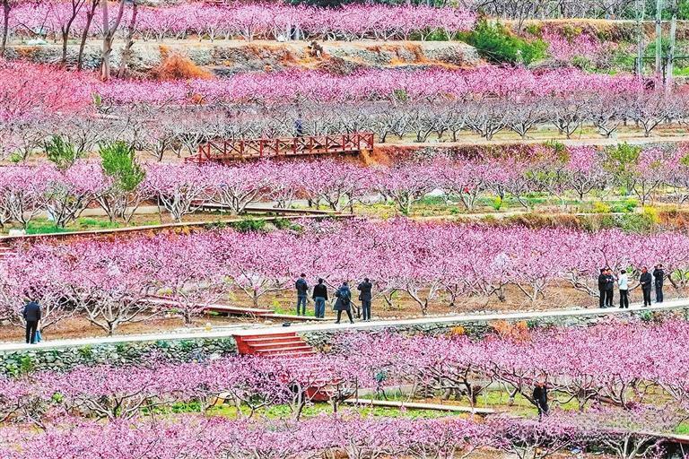 文县城关凡昌村桃花竞相绽放